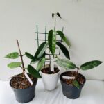 1755535384181×580079087567739500-feature