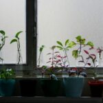 1755535384188×464590134443757300-feature