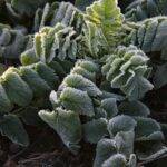 1755535384195×509969492430937000-feature