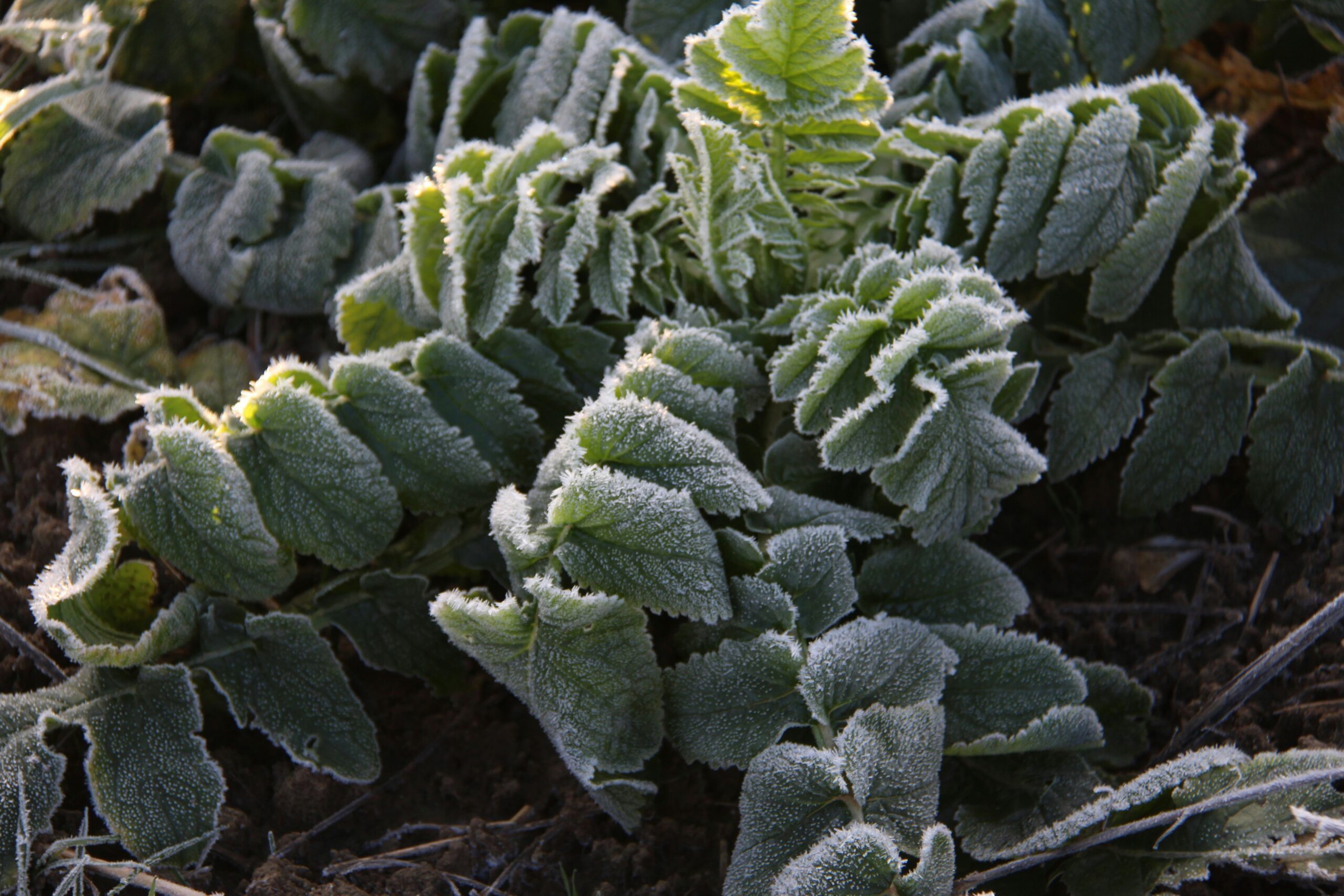 1755535384195×509969492430937000-feature