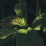 1755535384198×821490295610898400-feature