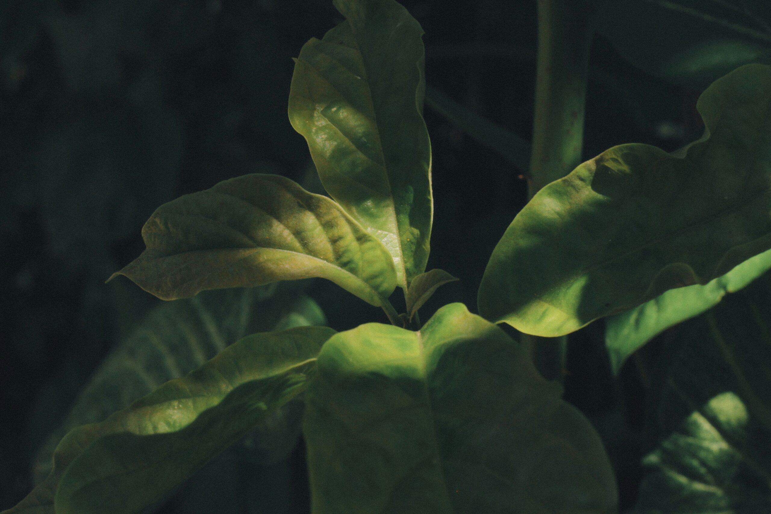 1755535384198×821490295610898400-feature