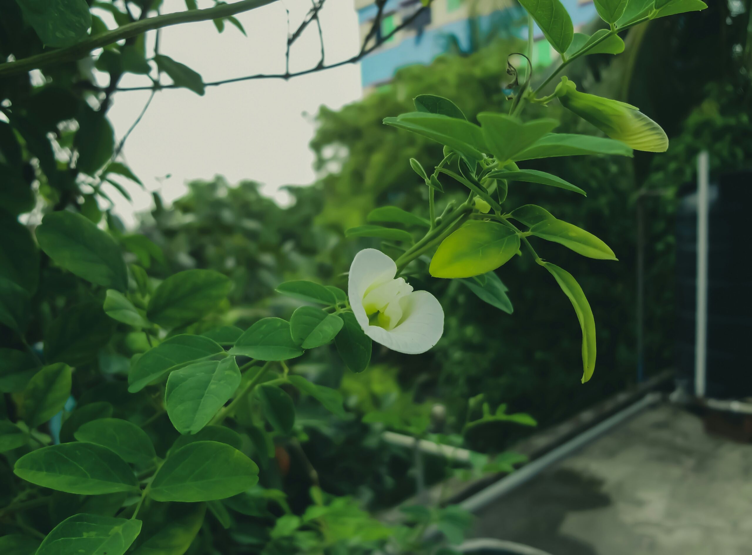 1755535384204×217624985141498850-feature