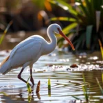 Ibis: Długość Życia i Biologia Gatunku