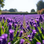 Przewodnik po uprawie lawendy w ogrodzie