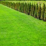 green-meadow-and-row-of-coniferous-decorative-bush-2025-10-12-22-55-50-utc_easy-resize.com_wp