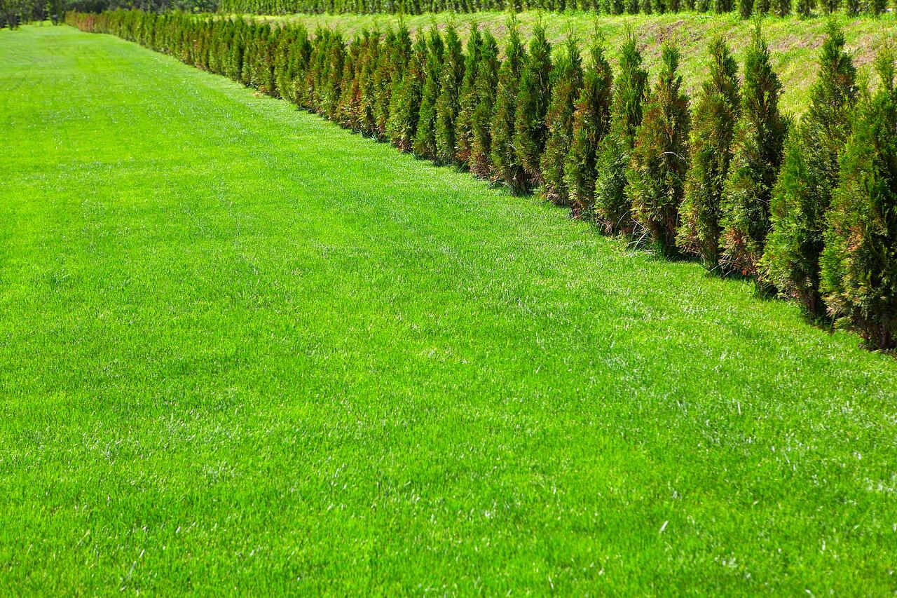 green-meadow-and-row-of-coniferous-decorative-bush-2025-10-12-22-55-50-utc_easy-resize.com_wp